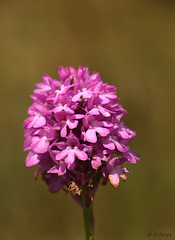 Pyramidal Orchid Anacamptis pyramidalis