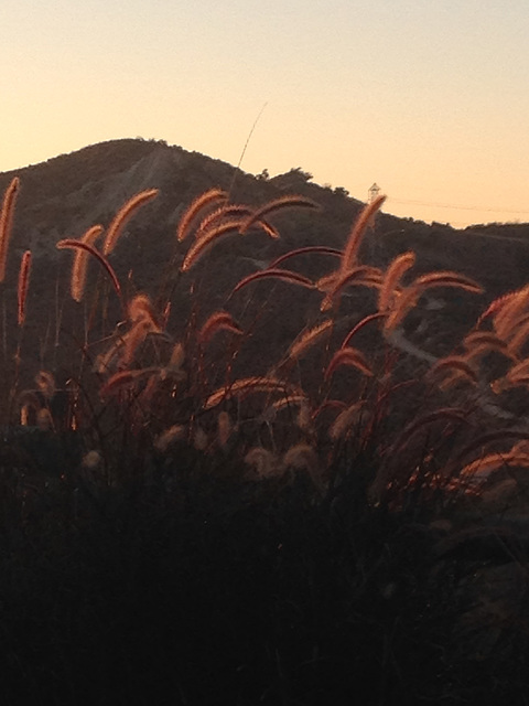 Amber waves of grass