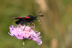 Six-spot Burnet Pollinator