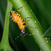 Assassin bug revisited