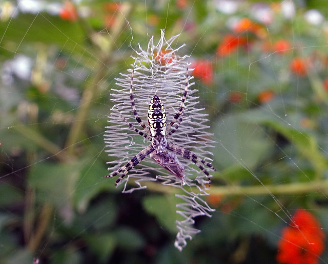 Black & Yellow Garden Spider (Argiope aurantia) & a Story !