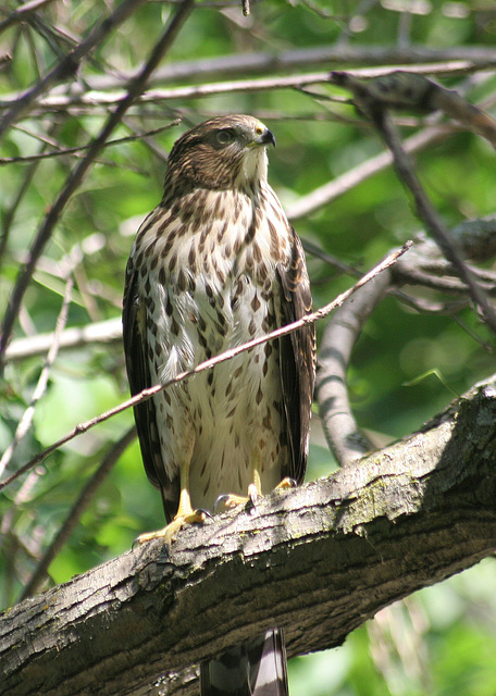 jeune épervier de Cooper/young Cooper's hawk