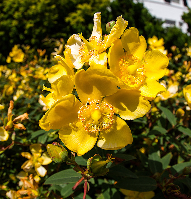 20140626 3587VRFw [D~LIP] Johanniskräuter (Hypericum) [Hartheu], Bad Salzuflen