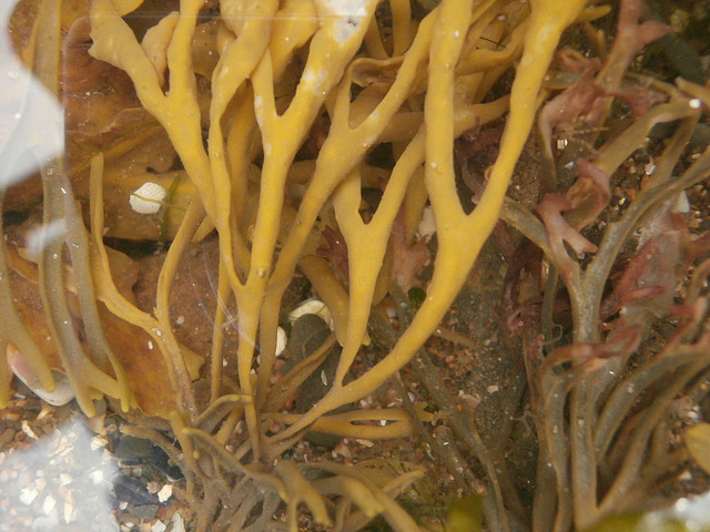 Some seaweed in the rock pool