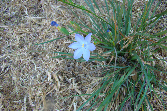 Orthrosanthus multiflorus