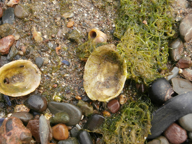 Many old limpet shells dotted around the shore