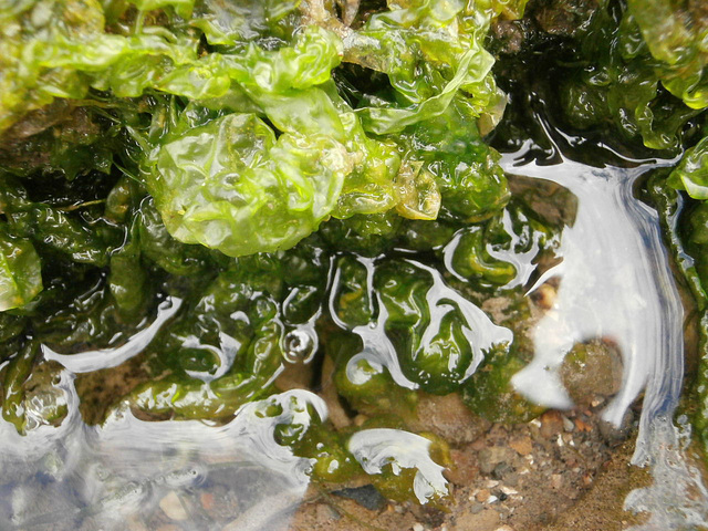 I suppose you could eat this seaweed, but I'll pass if you don't mind