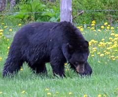 Black Bear