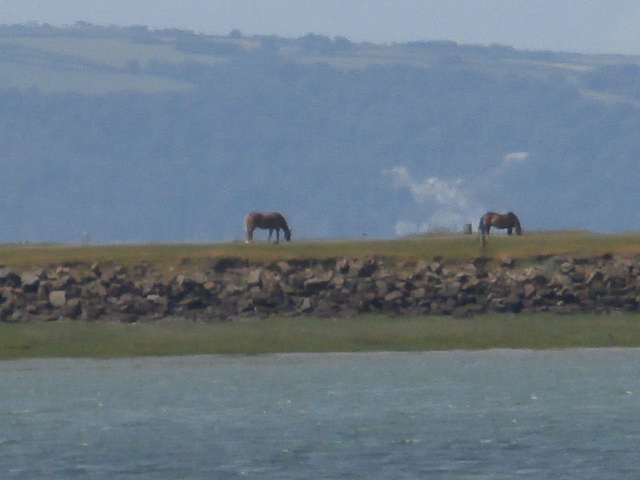 Looking towards Westward Ho and seeing two horses grazing on the Burrows