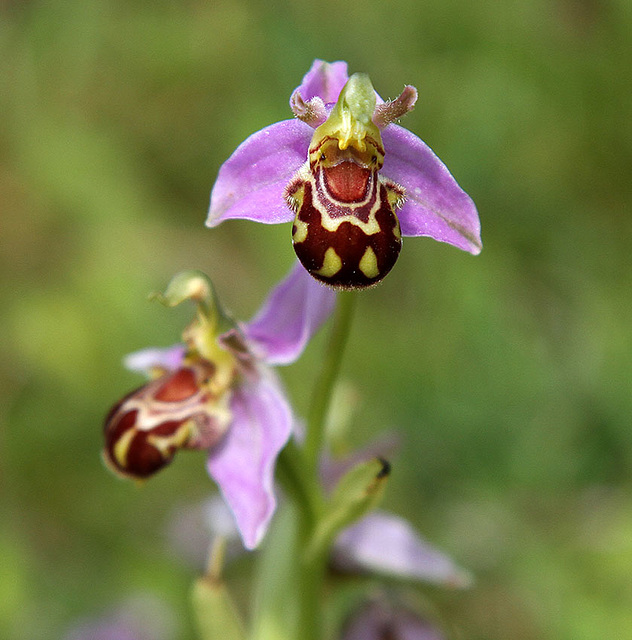 Bee Orchid