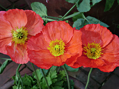 1-10 Project: 3 Poppies