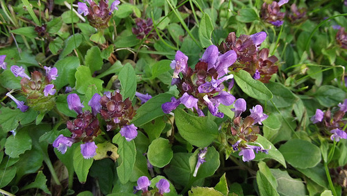 Beautiful vetch growing in the grass