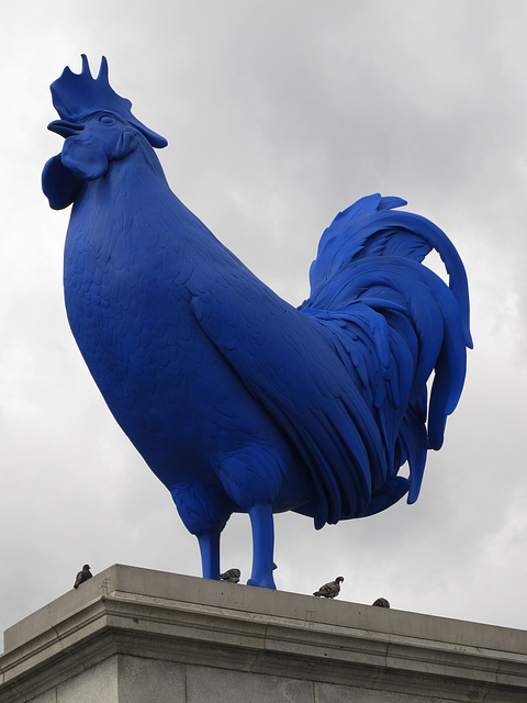 Blue Cock 1