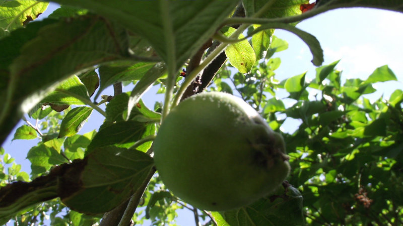 Some small apples are appearing