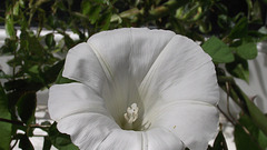 A convulvulus is pretty even though it's a weed