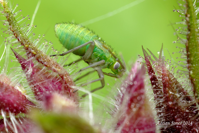 Mirid Bug Nymph.