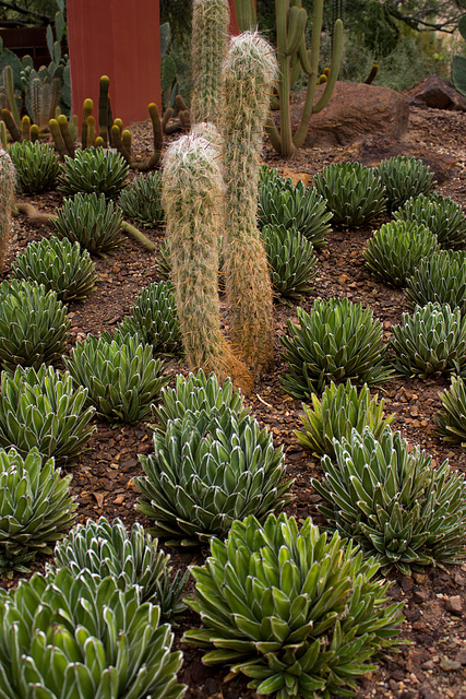 Agave victoriae-reginae (Queen Victoria Agave) and Oreocereus celsianus (Old Man of the Andes)