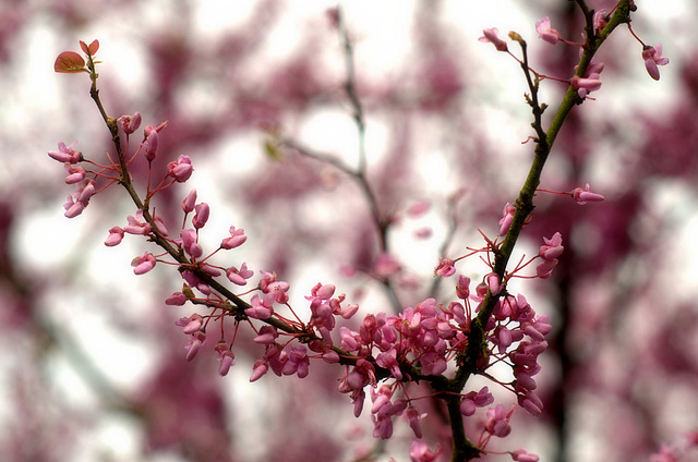 Floraison de l'arbre de Judée