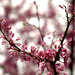 Floraison de l'arbre de Judée