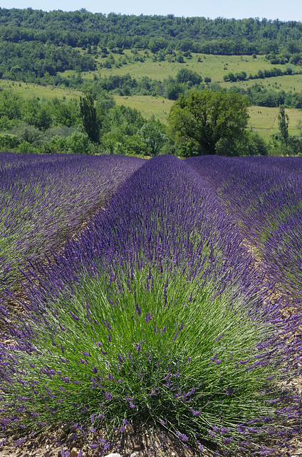 Drôme