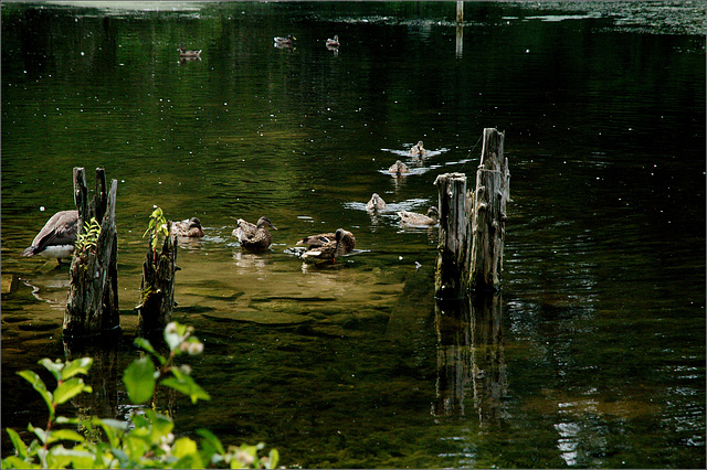 Ducks on the Lagoon