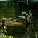 Ducks on the Lagoon
