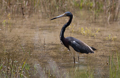 Tricolored Heron