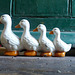 Ducks in a Row - 9 July 2014