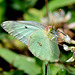 Oddly green pink-edged sulphur