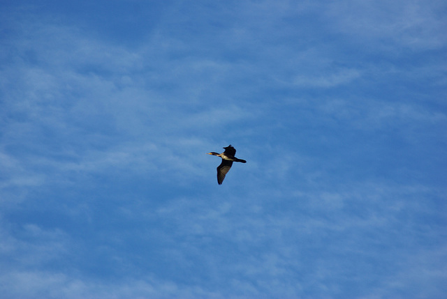 Cormorant In flight