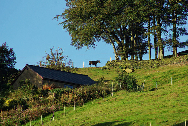 Home Home on the Range