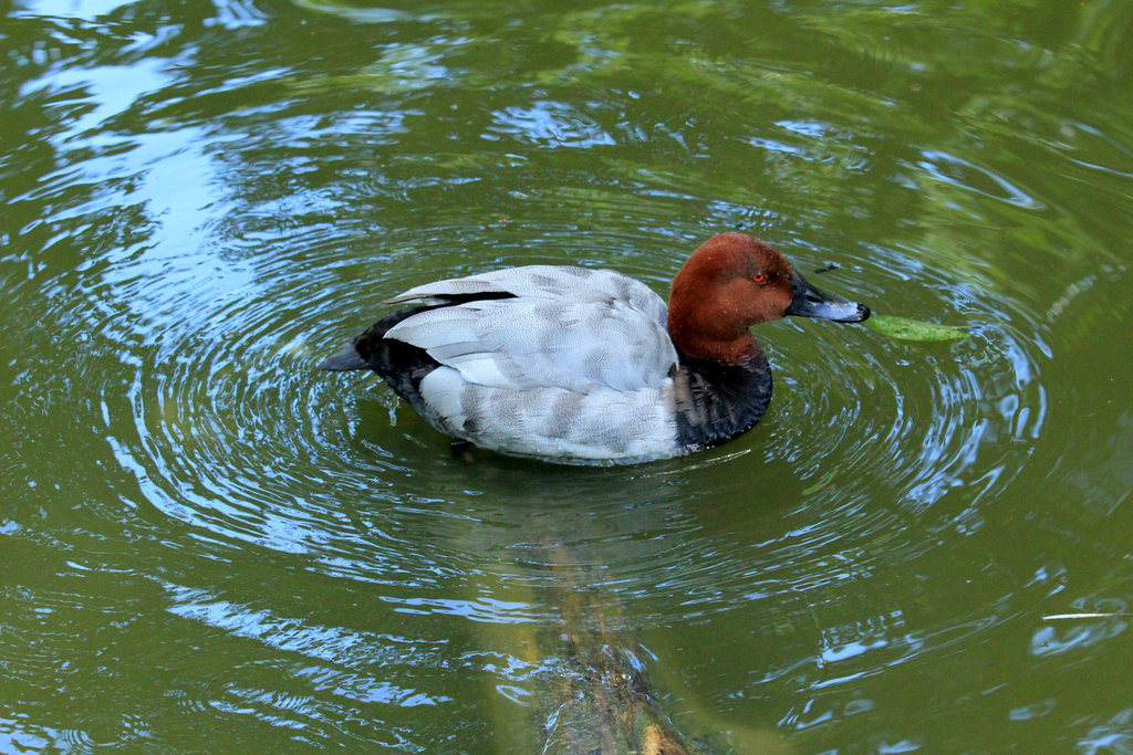 Canard - fuligule milouin = Aythya ferina