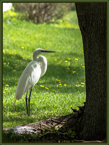 Feathered Elegance