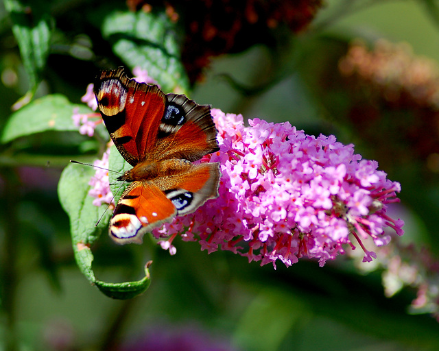 Peacock Butterfly