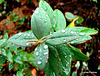 Raindrops on Leaves.