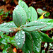 Raindrops on Leaves.