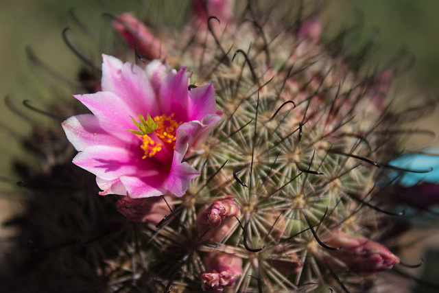 Fish Hook Cactus flower