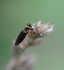 A weird-looking fly