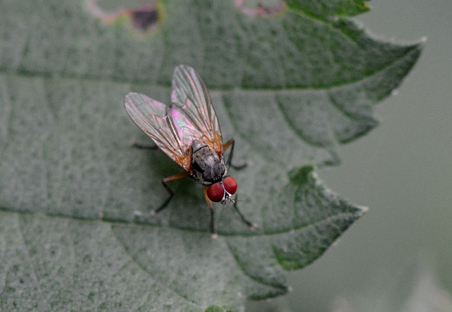 A red-eyed fly