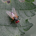 A red-eyed fly