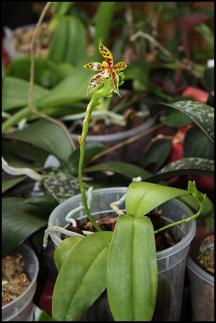 Phalaenopsis lamelligera(forme de cornu-cervi)