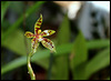 Phalaenopsis lamelligera(forme de cornu-cervi)