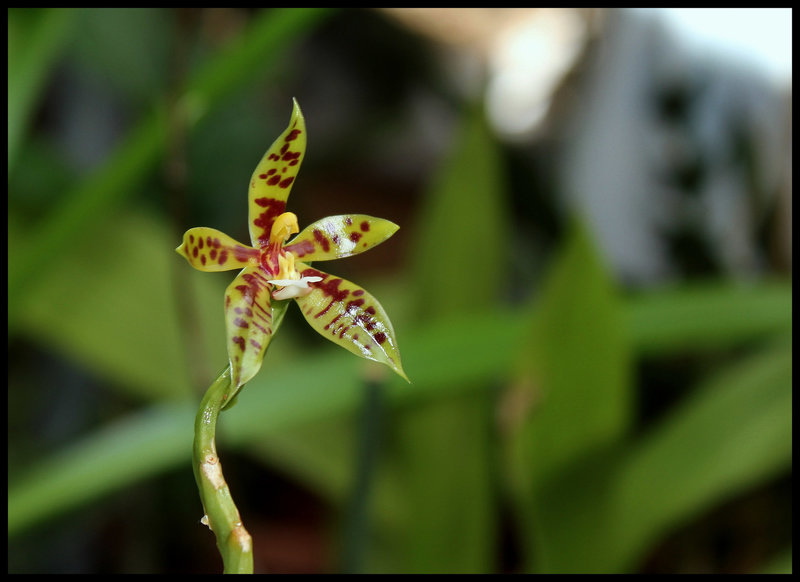 Phalaenopsis lamelligera(forme de cornu-cervi)