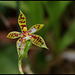 Phalaenopsis lamelligera(forme de cornu-cervi)