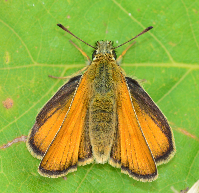 Skipper, ochlodes venatus. female Skipper, ochlodes venatus. female