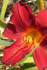 .. a new Day lily