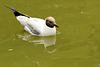 Mouette rieuse, Larus ridibundus