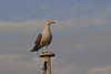 FREJUS: Un Goéland (Larus fuscus). 05