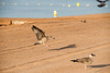 FREJUS: Un Goéland (Larus fuscus). 10