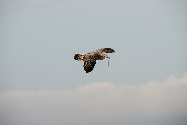 FREJUS: Un Goéland (Larus fuscus). 11